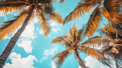 Looking up at palm trees against a blue sky