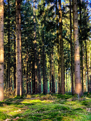 Vibrant spring tulip fields in Flevoland, Netherlands showcase natures colorful display