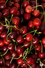 New harvest of fresh ripe dark red sweet cherry berry on farmers market close up.