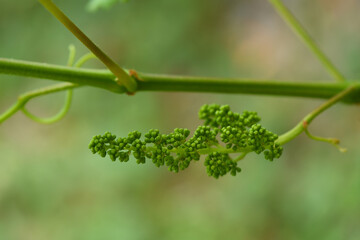 Young inflorescence of grapes on the vine close-up.