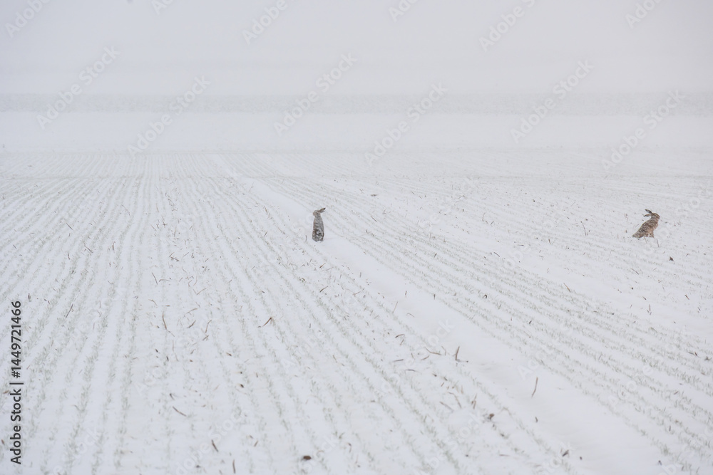 Poster two rabbits are walking in the snow. the snow is white and the field is empty