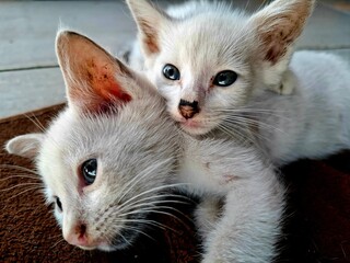 Two beautiful and cute white kittens