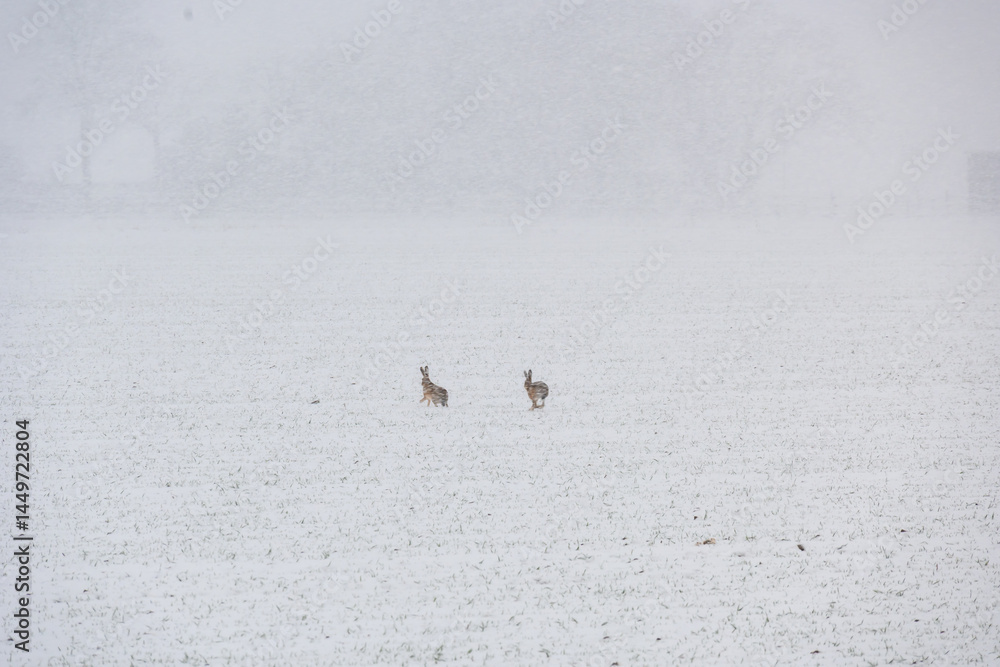 Poster two rabbits are walking in the snow. the snow is white and the field is empty