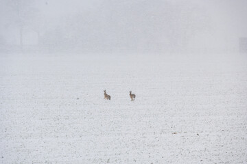 Two rabbits are walking in the snow. The snow is white and the field is empty
