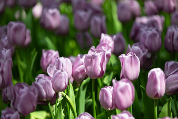 A close-up of vibrant tulips in full bloom, showcasing nature’s stunning palette and delicate beauty in every petal.