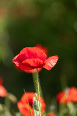 red poppy in the garden