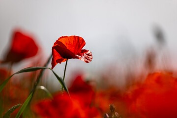 red poppy flowers