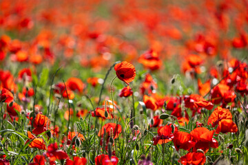 poppy field in summer