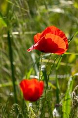 red poppy in the field