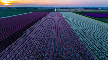 Vibrant tulip fields during sunset in the Netherlands showcasing stunning floral patterns