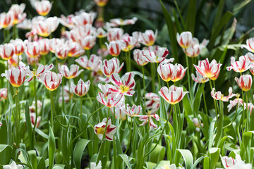 A close-up of vibrant tulips in full bloom, showcasing nature’s stunning palette and delicate...