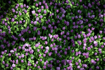 A close-up of vibrant tulips in full bloom, showcasing nature’s stunning palette and delicate beauty in every petal.