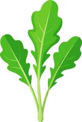 Arugula icon on white background