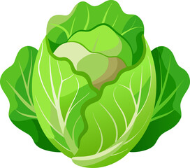 Lettuce on white background