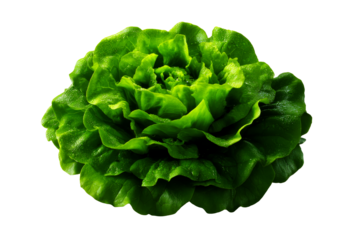 Fresh lettuce on a transparent background, ready to use