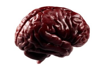 Realistic human brain model on transparent background