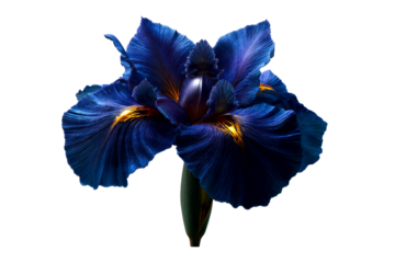 Blooming blue iris flower with vibrant hues and unique texture