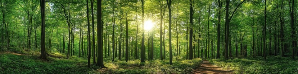 Obraz premium Panorama Forest. Idyllic Landscape of Green Forest in Summer Nature