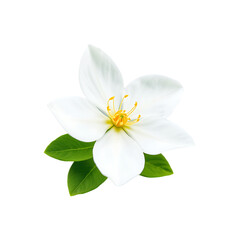 Single White Flower Blossom with Green Leaves Isolated on a transparent background