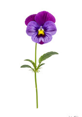 Fototapeta premium Realistic 3D Pansy Flower with Purple Petals and Green Leaves