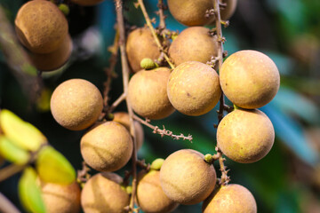 Langon orchards - Tropical fruits young longan in Indonesian. Tropical Fruits longan in growth on tree.