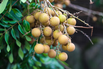 Langon orchards - Tropical Fruits longan in growth on tree.