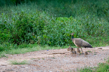 loving caring and Protective mother peahen or female Peafowl together with playful peachicks or chicks trying first fly in mosoon breeding season and natural green background at forest safari india