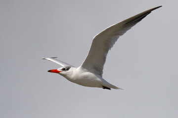 Caspian Tern (Hydroprogne caspia) soaring gracefully against an overcast sky
