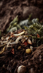Organic matter composting reveals transformation processes within nature for sustainability practices