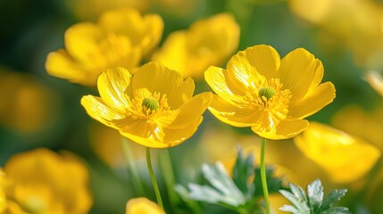 Fototapeta premium Bright yellow buttercups with crisp petals.