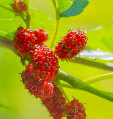 Red mulberries on a branch isolated with a green background