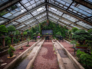 Fototapeta premium Rustic greenhouse with bonsai garden, lush ivy walls, wooden benches, and earthy walkways under a vintage glass roof create a serene botanical atmosphere.