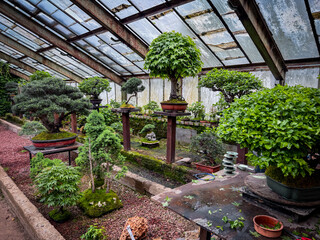 Detailed bonsai arrangement in a vibrant greenhouse shows healthy green foliage, pruning workspace,...