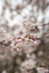 White blooming Cherry sakura tree, soft focus closeup. Spring time, season in nature. Fragrant flowers