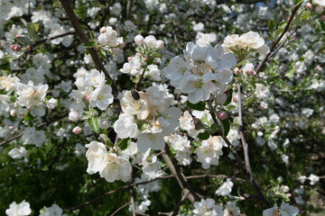 Close-up of Apple Blossoms in Full Bloom