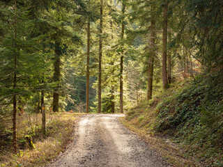 Cantone St.Gallen, Switzerland - January 1st 2024: A dirt road leading through a sunlit forest