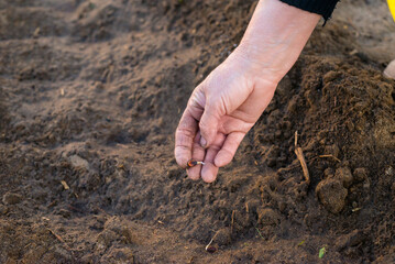 Planting Seeds in Soil Woman's Hands Gardening Growing Plants
