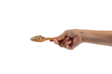 Chickpeas source of natural protein, vitamins and minerals. Healthy diet food on wooden spoon in hand. transparent background.