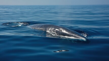Naklejka premium Bryde's Whale Surface Breaching, Calm Ocean Waters