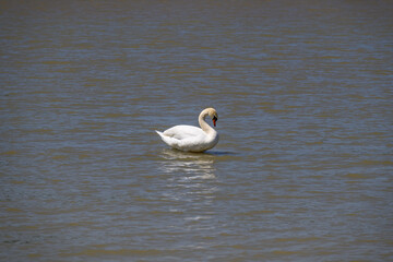 Fototapeta premium Beautiful elegant white swan swimming in Danube river in Belgrade, Serbia
