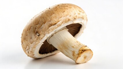 Single Brown Mushroom on White Background