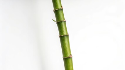 Obraz premium Green Bamboo Stem Close-up