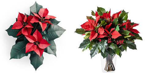 Vibrant Red Poinsettia Arrangement on a Transparent Background