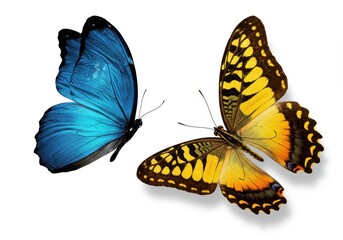 Obraz premium Blue and Yellow Butterfly Wings Isolated White Background Beautiful Nature Insect art macro image