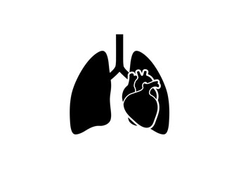 Human Respiratory System Lungs and Heart Anatomy Illustration
