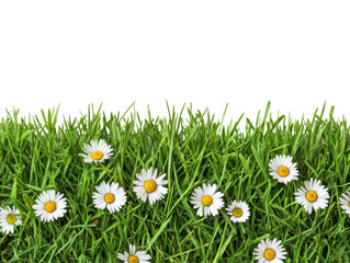 Fresh daisies blooming in vibrant green grass for spring decor