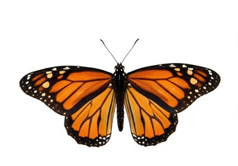 Fototapeta premium Beautiful Monarch Butterfly Wings Isolated White Background Detailed Insect Nature Photography art