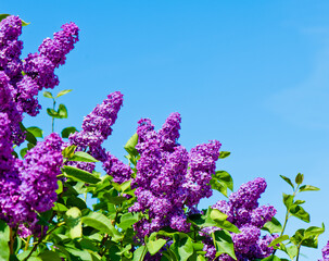 Purple lilac. Branches with flowers against blue sky background in spring sunny day