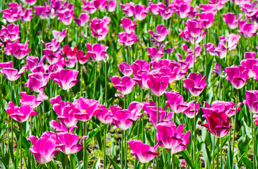 Field of pink tulips. Spring flowers in sunny day