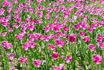 Field of pink tulips. Spring flowers in sunny day